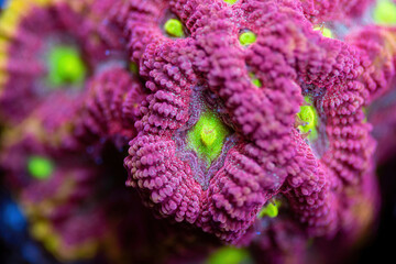 Wall Mural - Beautiful favia lps coral in coral reef aquarium tank. Macro shot. Selective focus.