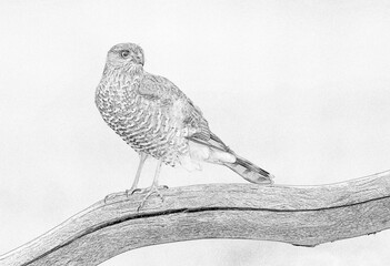 Wall Mural - Euarsian sarrowhawk (Accipiter nisus) sketch