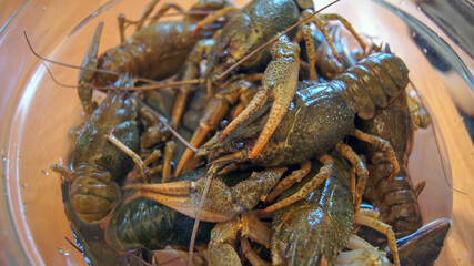 River live crayfish in a plate before cooking. Food preparation process.