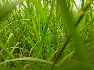 green grass background