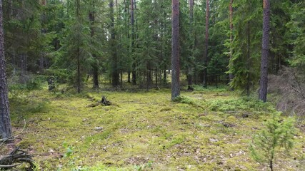 Wall Mural - Drone shot flying on summer pine tree forest. 