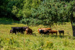 herd of cows grazing on pasture