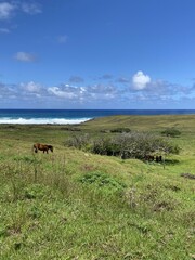 Sticker - Prairie à l'île de Pâques