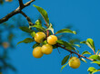 Mirabelle plum on a branch against the blue sky