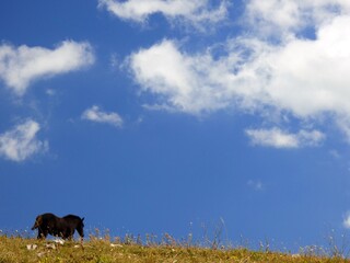 Canvas Print - horse