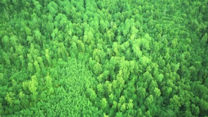 Wall Mural - Aerial drone footage of mountains covered with green forest. Aerial video.