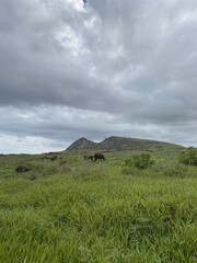 Sticker - Chevaux devant le volcan Rano Raraku à l'île de Pâques	