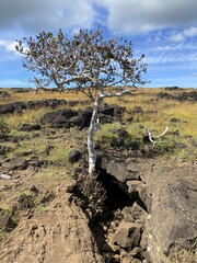 Poster - Arbre sortant d'une grotte à l'île de Pâques