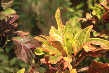 pretty garden plant with beautiful color