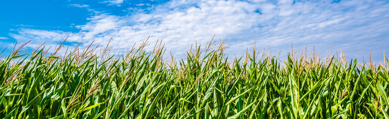 Wall Mural - Green Maize Corn Field Plantation In Summer Agricultural Season. Skyline Horizon, Blue Sky Background. Eco-friendly food