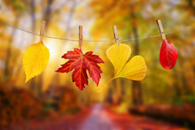 Four Autumn Leaves Hanging On Clothespins On A Rope, Fall Woods Landscape Background