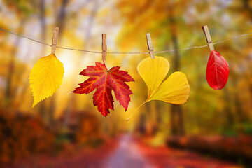 Wall Mural - Four autumn leaves hanging on clothespins on a rope, fall woods landscape background