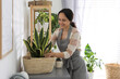 © New Africa - Mature woman taking care of houseplant at home. Engaging hobby