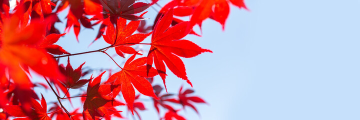 Wall Mural - red maple leaves panoramic background whith copy space, autumn concept