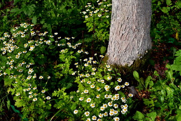 daisies grow around the apple tree