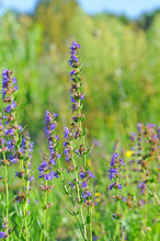 Purple Hyssop (Hyssopus Officinalis) Flowers