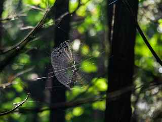Wall Mural - spider's web