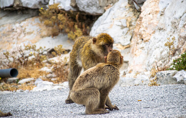 Photo of a wild macaque in Gibraltar up on the rock. Free monkey. 