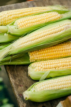 Fresh Organic Corn On A Market