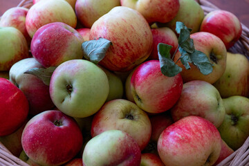 a harvest of ripe apples harvested in the garden