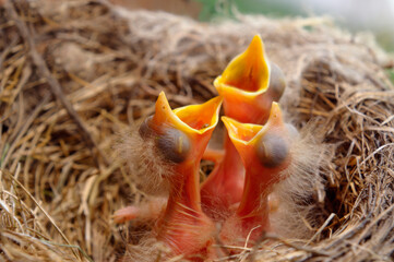 Three blind newly hatched Robin chicks in nest reaching with open mouths for a feeding