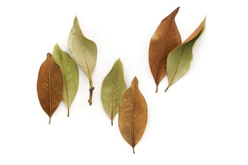 Autumn background top view. dried leaves isolated on white   background. Flat lay,  Autumn, fall concept.   Poster