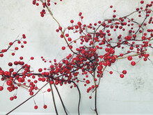 Christmas And Holiday Decorations; Red Berries And Twigs