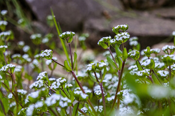 Flowers of spring and summer