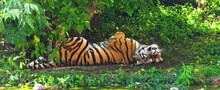 Siberian Tiger (P. T. Altaica), Also Known As Amur Tiger, Sleeps In Shade Of Trees In Hot Summer
