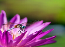 Dragonfly Macro On A Water Lily