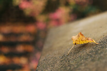 Yellow Leaf On A Cement Wall In Autumn