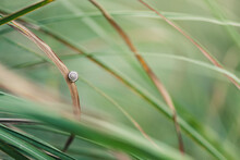 Portrait Of A Snail Moving Through A Plant