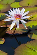 Water Lily And Lily Pads In A Pond