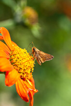 Skipper Butterfly On An Orange Flower