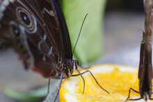 Closeup Of Butterflies Drinking From An Orange Slice With Probiscus
