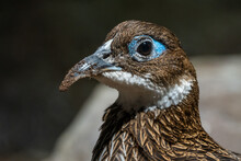 A Female Himalayan Monal (Lophophorus Impejanus), Also Known As The Impeyan Monal And Impeyan Pheasant, Is A Pheasant Native To Himalayan Forests And Shrublands At Elevations