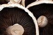 © Gillian Vann/Stocksy - mushrooms
