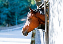 Horse Sticking His Head Out Of The Window In His Barn