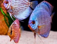 Tropical Discus Fish
