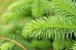 © Tetiana Ivanova - New green tender spruce, young pine needles selective focus. Ingredient for medicine treatment oil. growing fir tree sprouts on branch on blurred green background. Evergreen tree