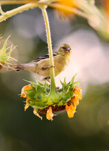 Wild Canary Bird Closeup On A Sunflower