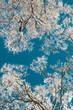 © Stephen W. Morris Photography/Stocksy - Snowy Tree Branches Against Sky