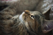 © yuko hirao/Stocksy - Comfortable cat closeup