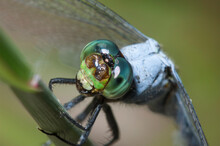 Macro Of Dragonfly Face And Eyes
