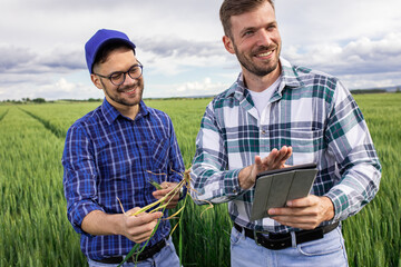 Wall Mural - Two farmers standing in green wheat field examining crop during the day.