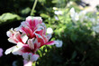 różowo biały tropikalny kwiat 