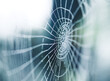 © Carolyn Lagattuta/Stocksy - Dewy web in the morning light with a blue-green background