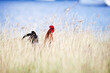 © absphotography/Stocksy - Rooster with a bright red comb walking through tall golden grass