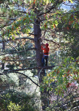 Tree Trimmer High Up In A Tree Cutting Branches