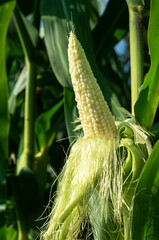 Wall Mural - Fresh ear of sweet corn on the cob in husk in farm corn field, summer, single ear of corn